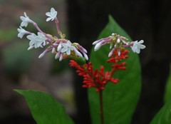 Rauvolfia serpentina