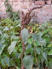 Amaranthus retroflexus