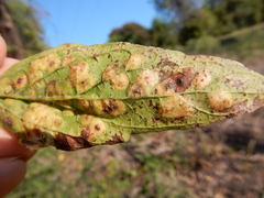 Pachypsylla celtidisvesicula