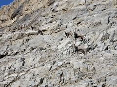 Ovis dalli stonei