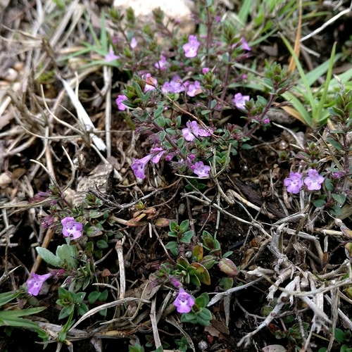 Micromeria biflora, photograph 6