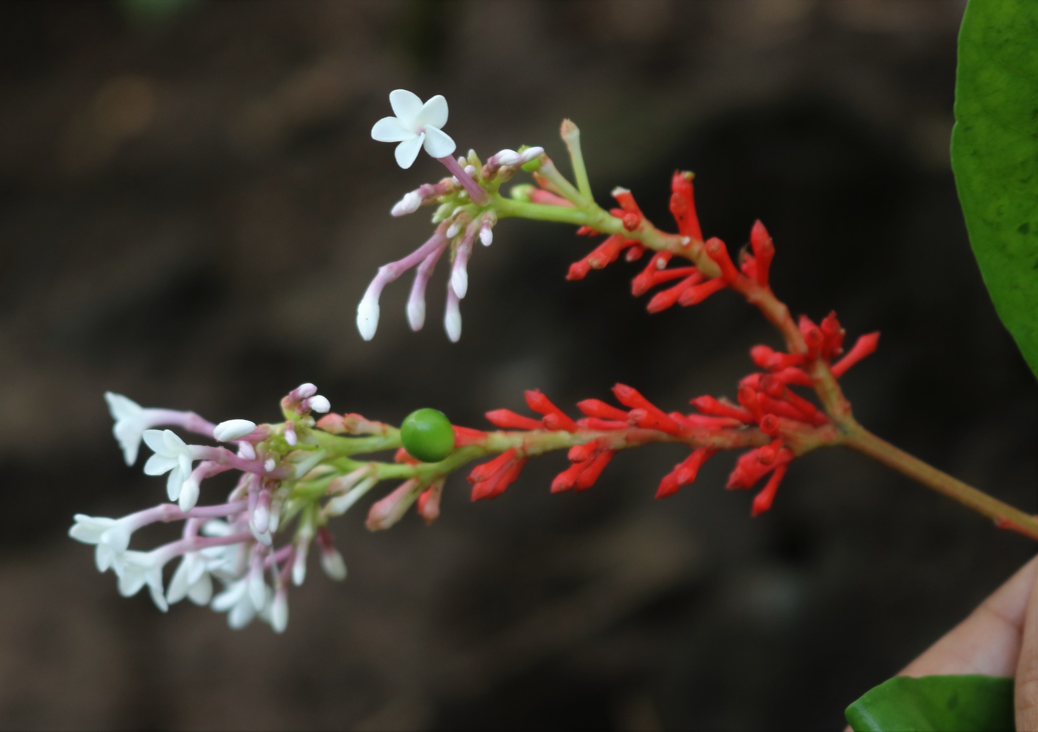 Rauvolfia serpentina