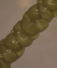 Lembophyllum divulsum