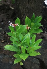 Rauvolfia serpentina