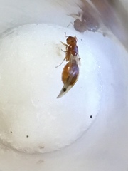 Pheidole tysoni