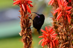 Chalcomitra amethystina amethystina