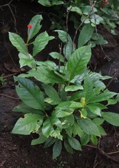 Rauvolfia serpentina