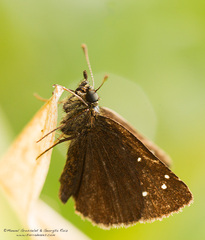 Piruna brunnea