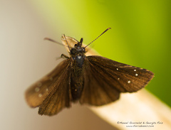 Piruna brunnea