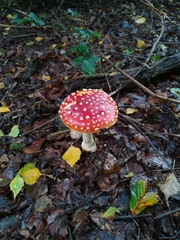 Amanita muscaria