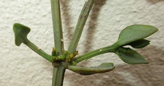 Viscum rotundifolium