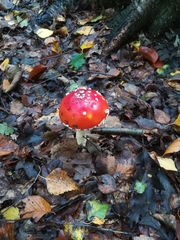 Amanita muscaria