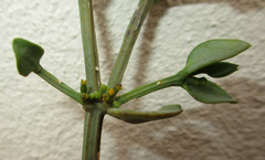 Viscum rotundifolium