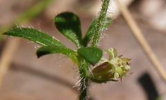 Xanthosia tasmanica