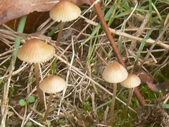Galerina mniophila