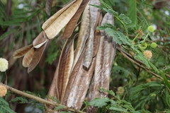 Leucaena leucocephala image