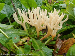 Ramariopsis subtilis