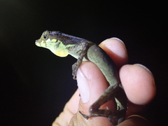 Anolis gracilipes
