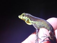Anolis gracilipes
