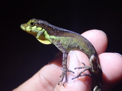 Anolis gracilipes