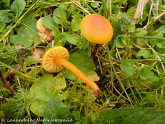 Hygrocybe mucronella