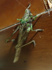 Eppia truncatipennis