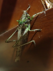Eppia truncatipennis