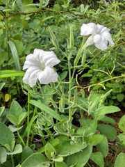 Ruellia occidentalis