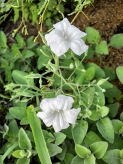 Ruellia occidentalis