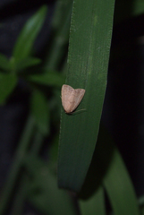 Anachrostis