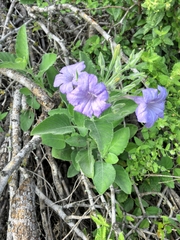 Ruellia occidentalis