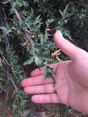 Berberis haematocarpa