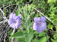 Ruellia occidentalis
