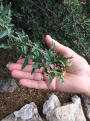 Berberis haematocarpa