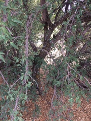 Berberis haematocarpa