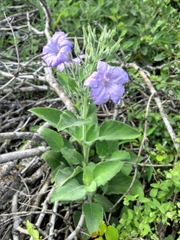 Ruellia occidentalis