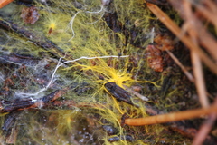 Piloderma