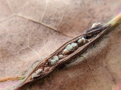 Callirhytis piperoides