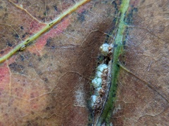 Callirhytis piperoides