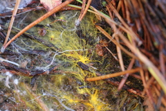 Piloderma