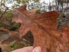 Callirhytis piperoides