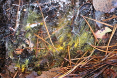 Piloderma