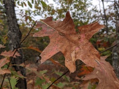 Callirhytis piperoides