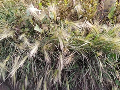 Hordeum jubatum