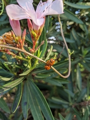 Chelymorpha cassidea