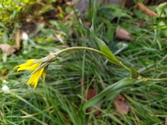 Tragopogon orientalis