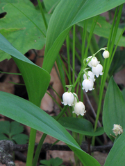 Convallaria pseudomajalis