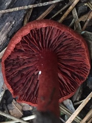 Cortinarius marylandensis