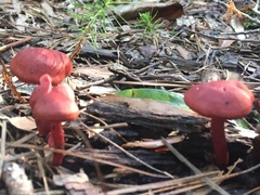 Cortinarius marylandensis