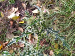 Carduus acanthoides